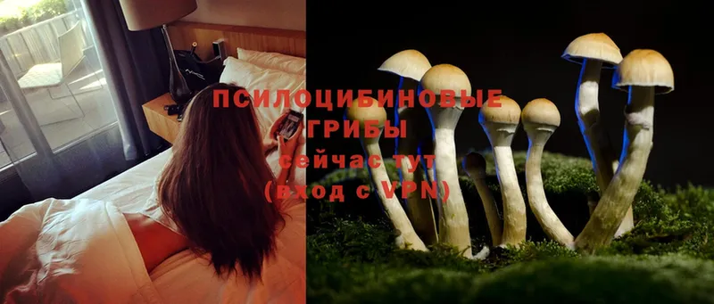 Псилоцибиновые грибы MAGIC MUSHROOMS  blacksprut как зайти  Белово  закладки 